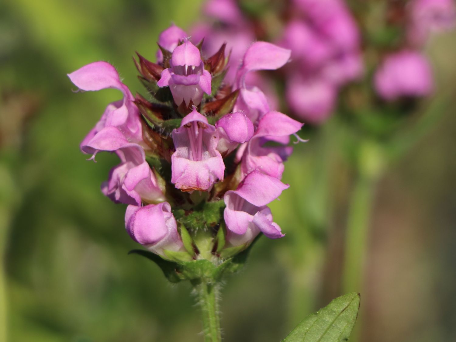 Großblütige Braunelle 'Bella Rose' - Prunella grandiflora 'Bella Rose'