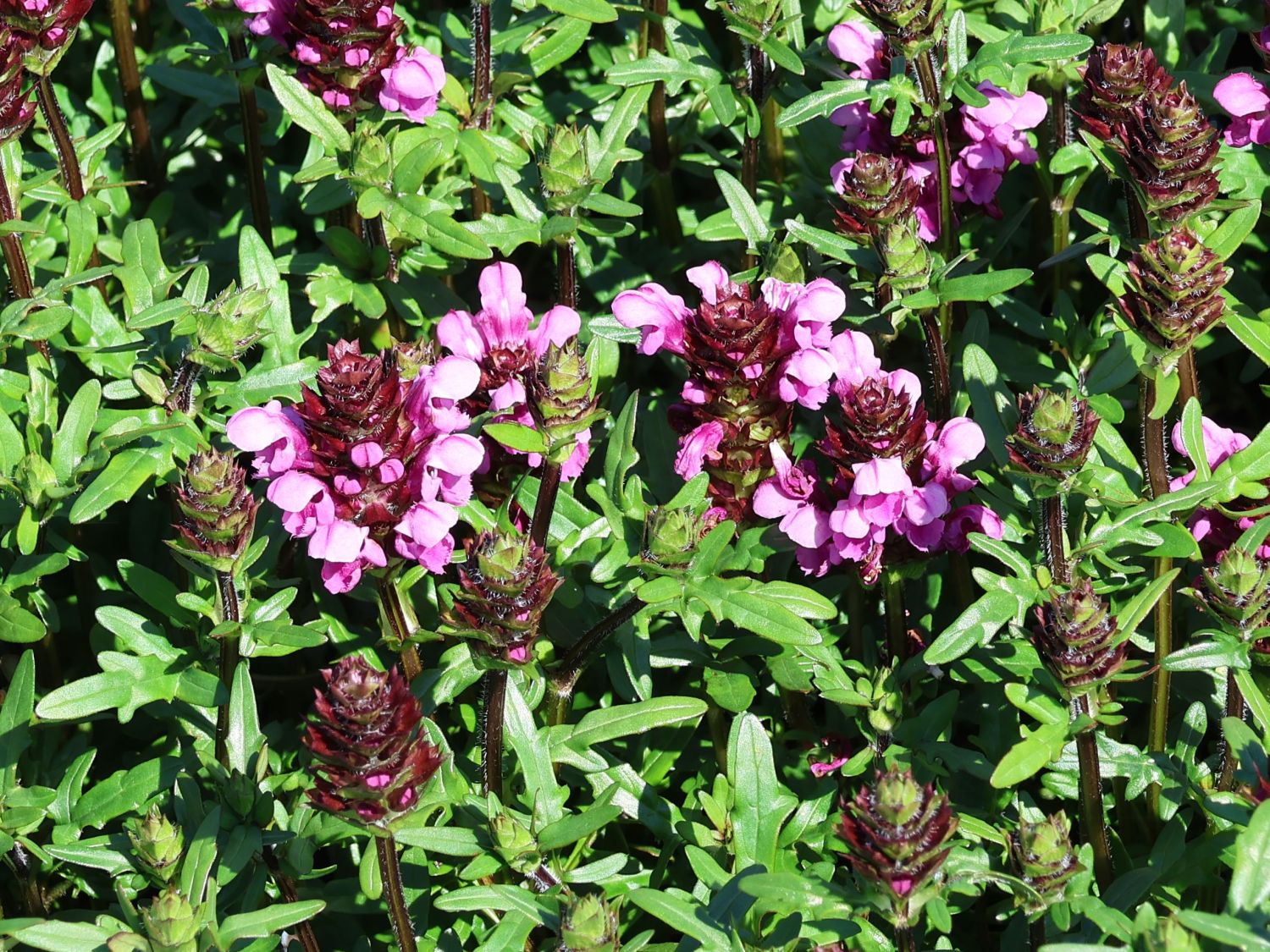 Großblütige Braunelle 'Gruß aus Isernhagen'