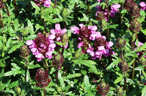 Großblütige Braunelle 'Gruß aus Isernhagen' - Prunella grandiflora 'Gruß aus Isernhagen'