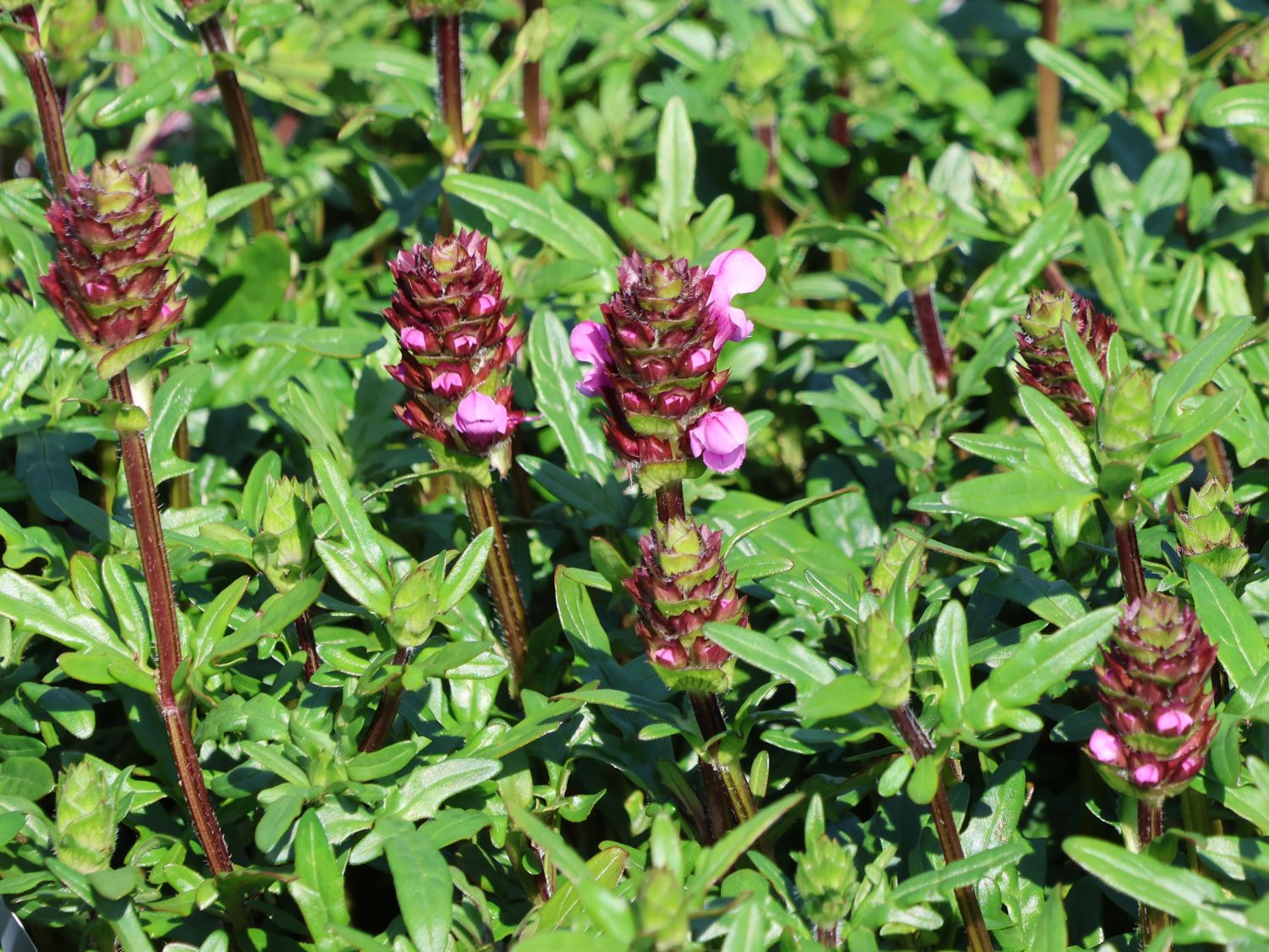 Großblütige Braunelle 'Gruß aus Isernhagen' - Prunella grandiflora 'Gruß aus Isernhagen'