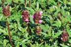 Großblütige Braunelle 'Gruß aus Isernhagen' - Prunella grandiflora 'Gruß aus Isernhagen'