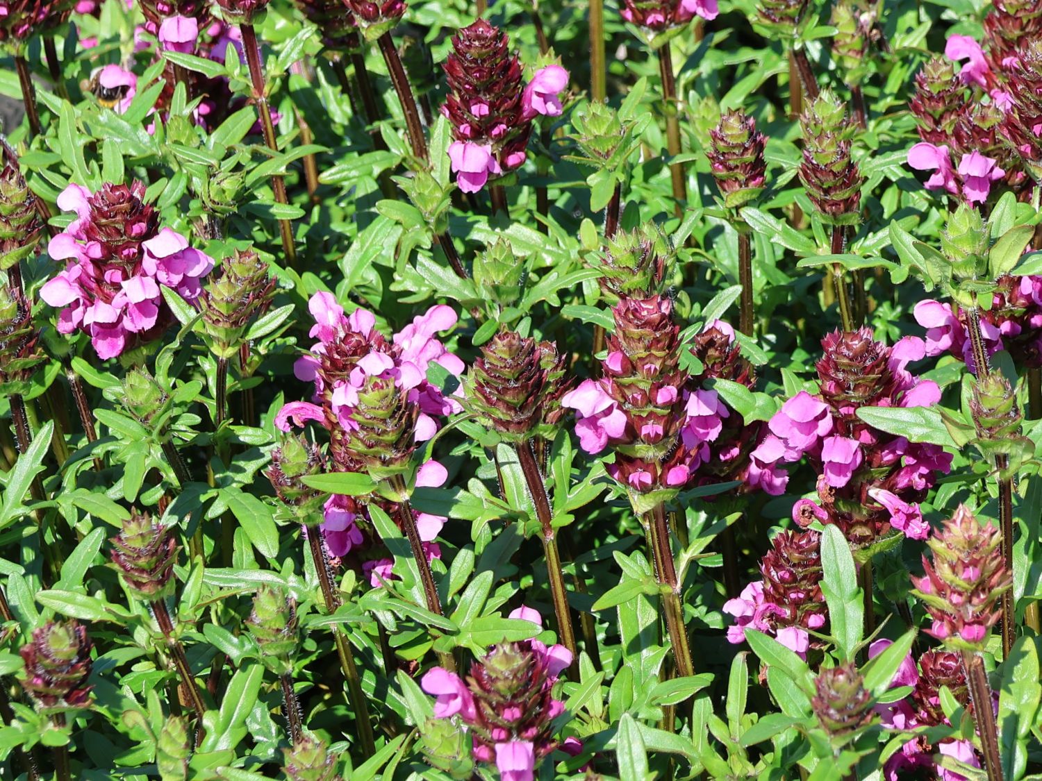 Großblütige Braunelle 'Gruß aus Isernhagen' - Prunella grandiflora 'Gruß aus Isernhagen'