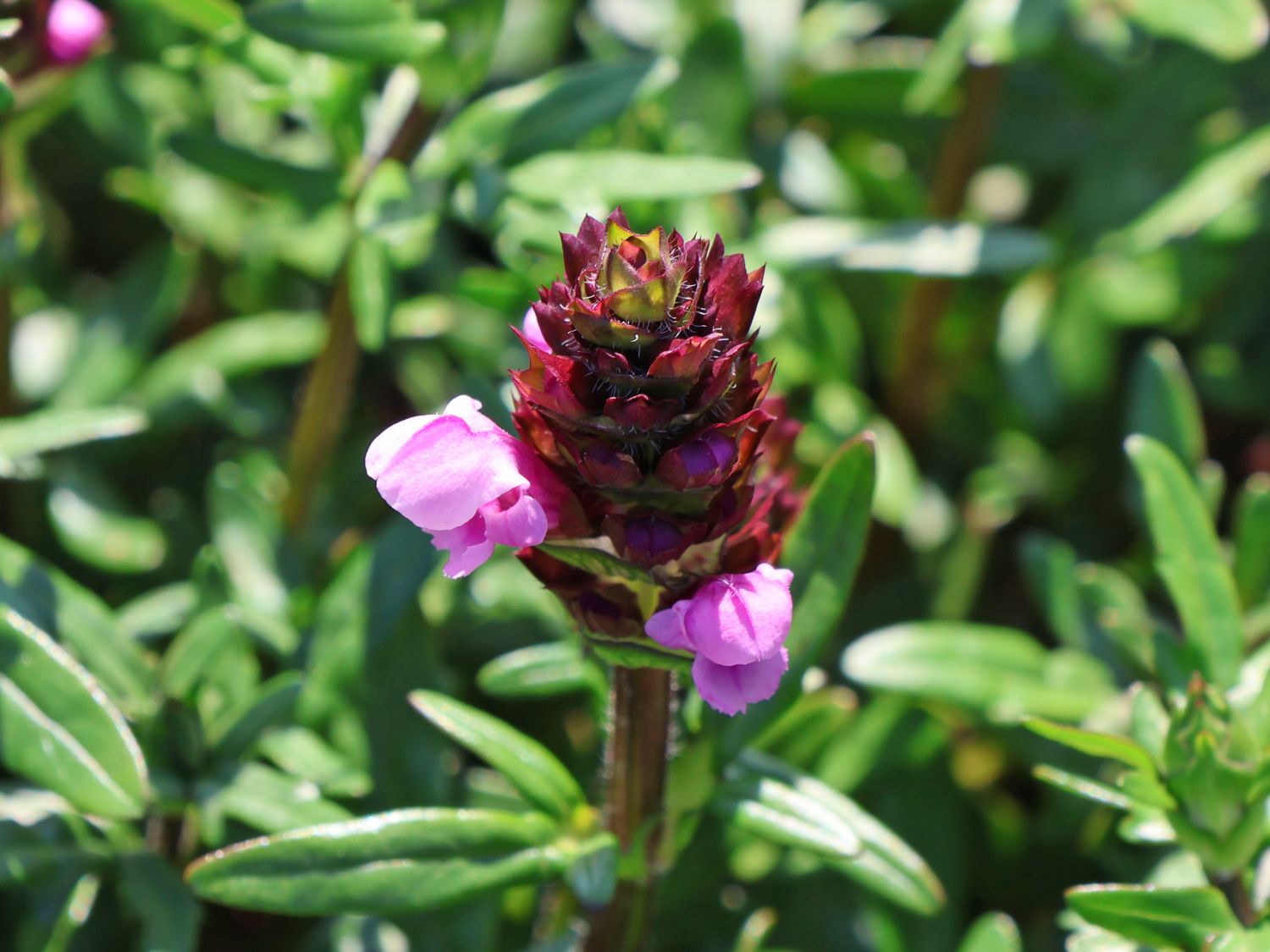 Großblütige Braunelle 'Gruß aus Isernhagen' - Prunella grandiflora 'Gruß aus Isernhagen'