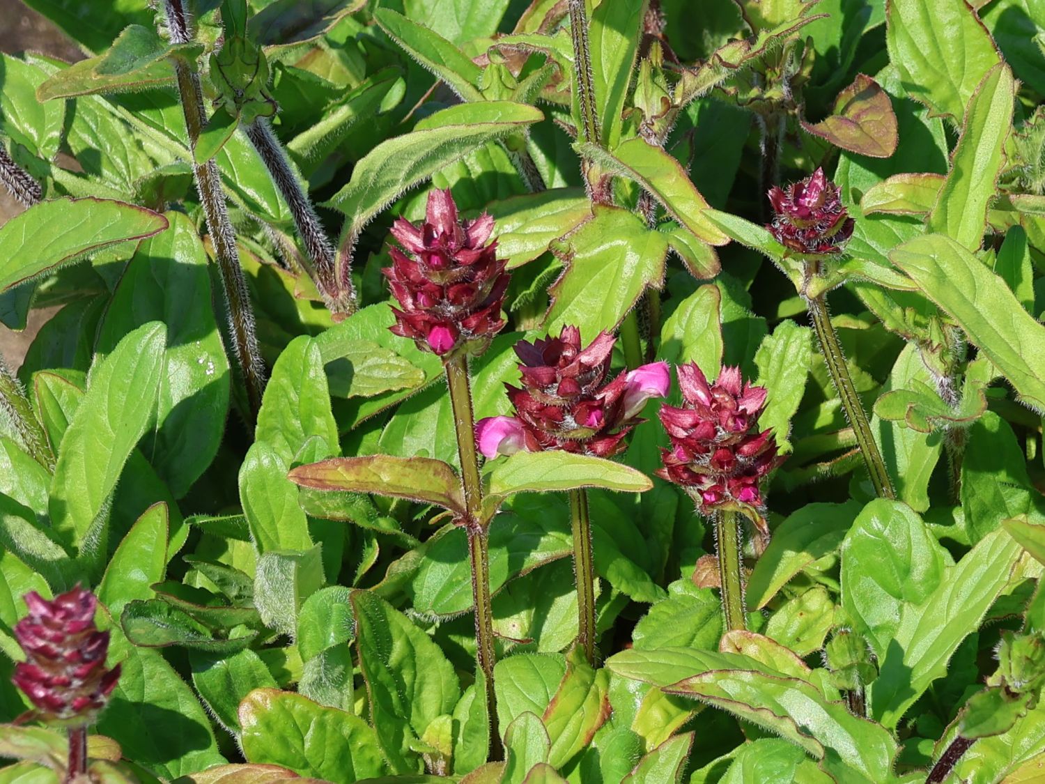 Großblütige Braunelle 'Rubra' - Prunella grandiflora 'Rubra'