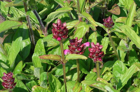 Großblütige Braunelle 'Rubra' - Prunella grandiflora 'Rubra'