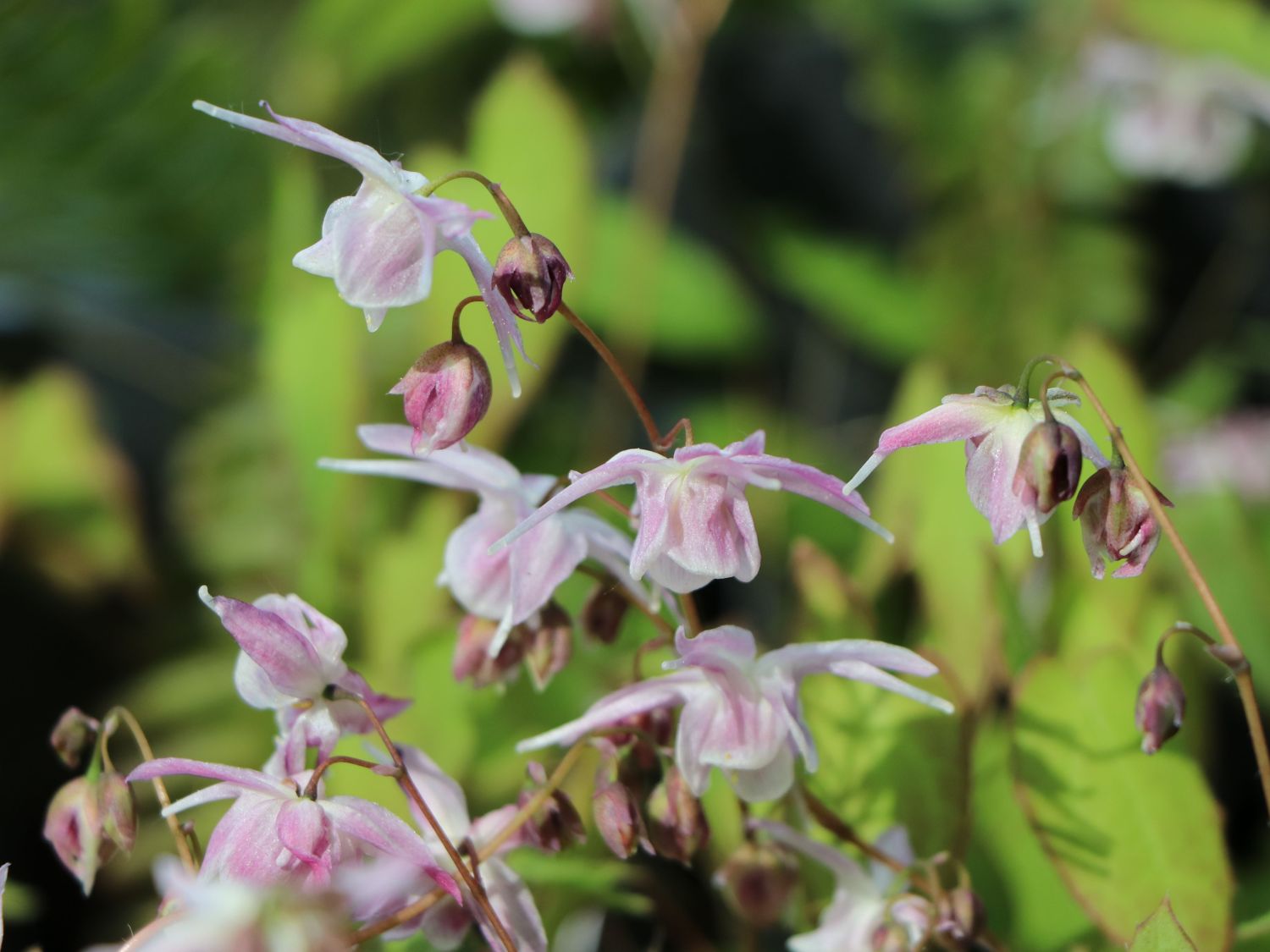 Großblütige Elfenblume 'Akebono'