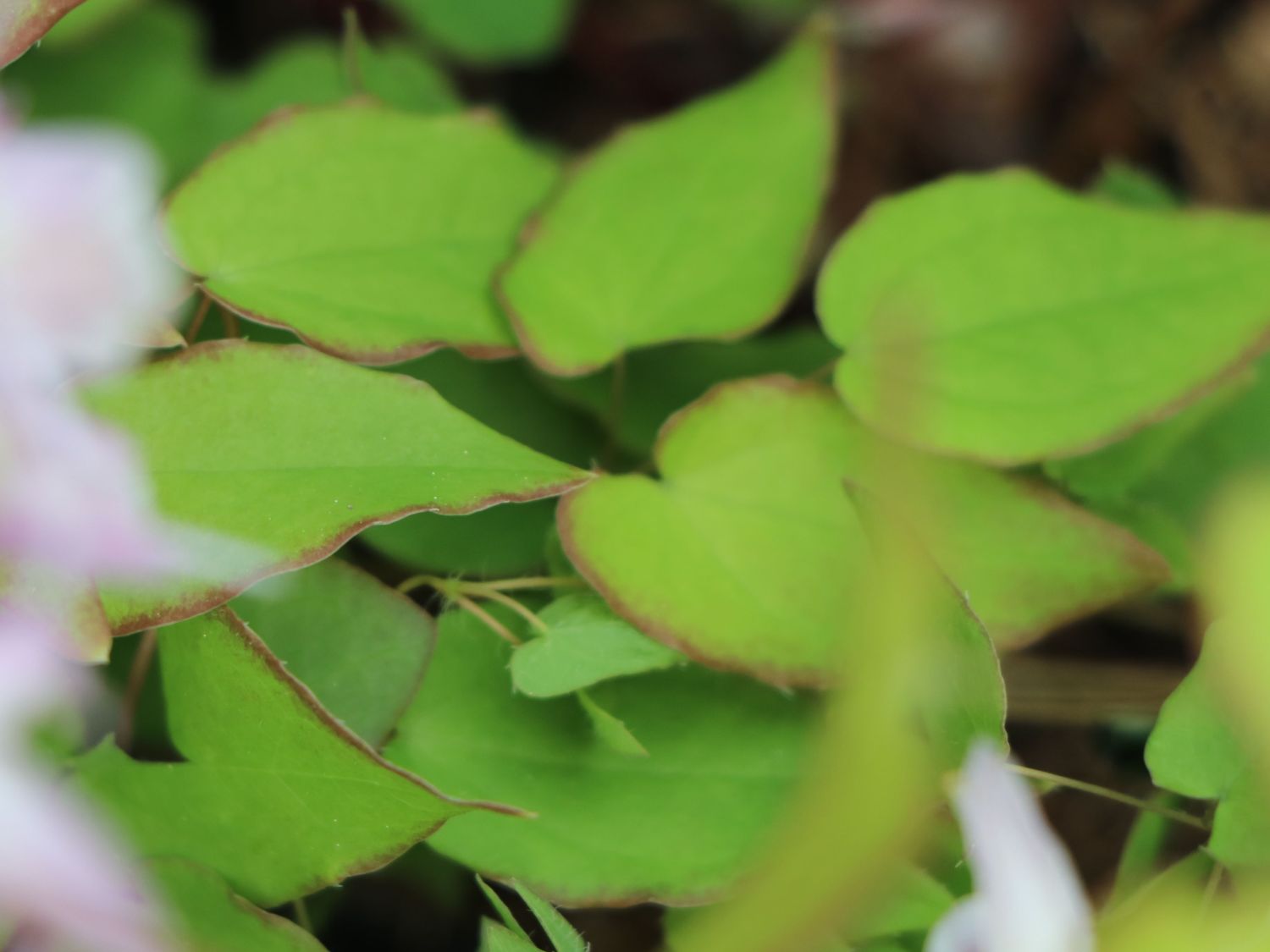 Großblütige Elfenblume 'Akebono' - Epimedium grandiflorum 'Akebono'