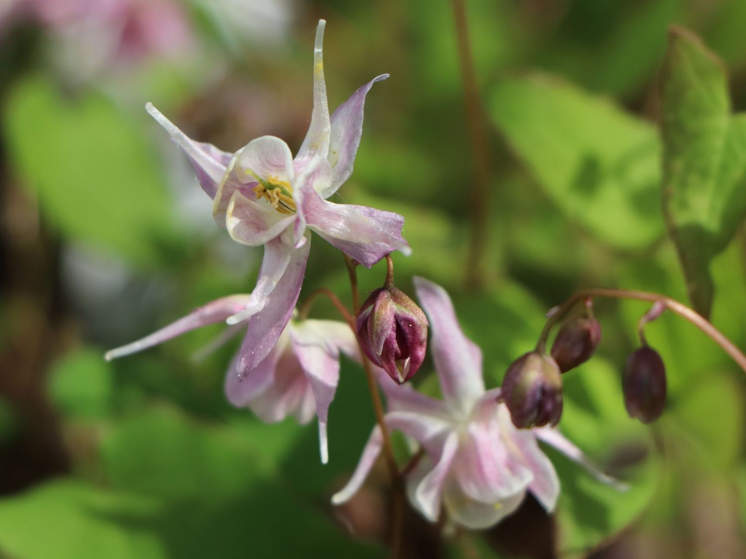 Großblütige Elfenblume 'Akebono' - Epimedium grandiflorum 'Akebono'