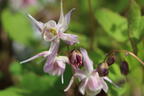 Großblütige Elfenblume 'Akebono' - Epimedium grandiflorum 'Akebono'