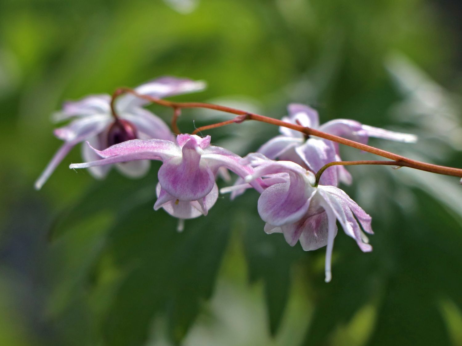 Großblütige Elfenblume 'Akebono' - Epimedium grandiflorum 'Akebono'