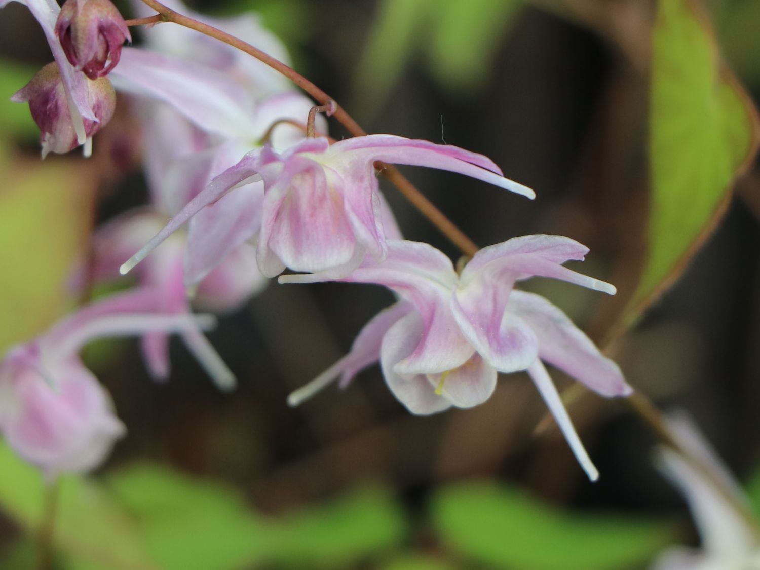 Großblütige Elfenblume 'Akebono' - Epimedium grandiflorum 'Akebono'
