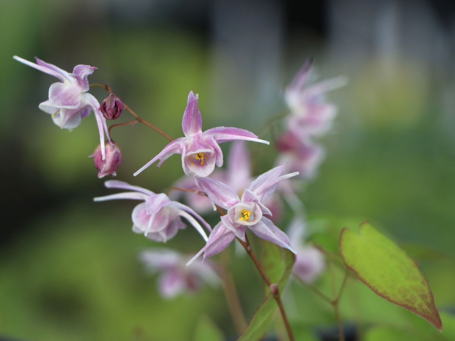 Großblütige Elfenblume 'Akebono' - Epimedium grandiflorum 'Akebono'