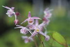 Großblütige Elfenblume 'Akebono' - Epimedium grandiflorum 'Akebono'