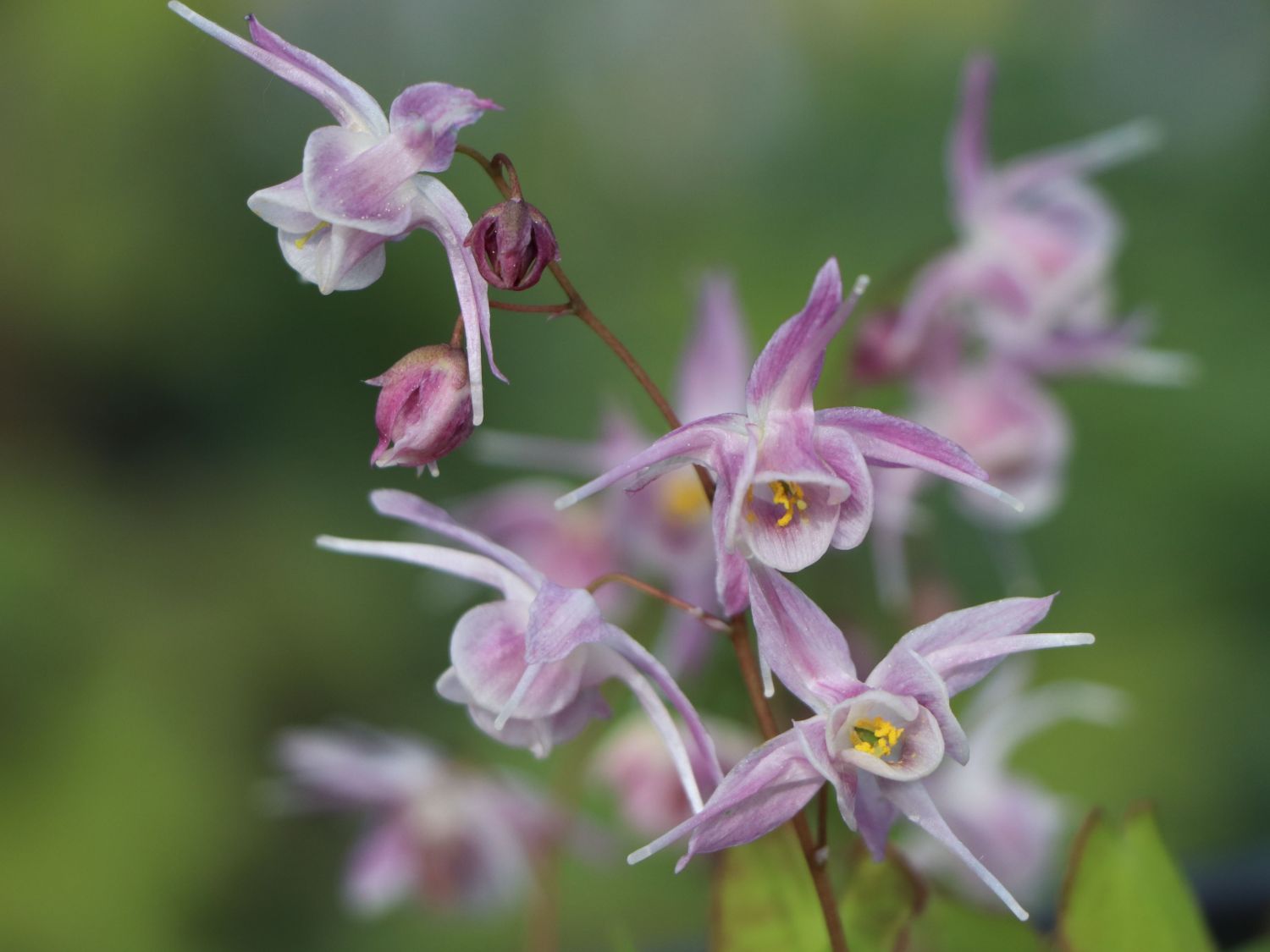 Großblütige Elfenblume 'Akebono' - Epimedium grandiflorum 'Akebono'