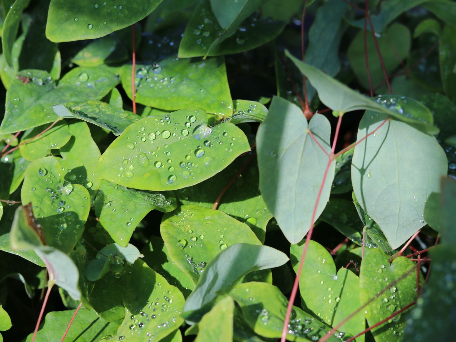 Großblütige Elfenblume 'Akebono' - Epimedium grandiflorum 'Akebono'
