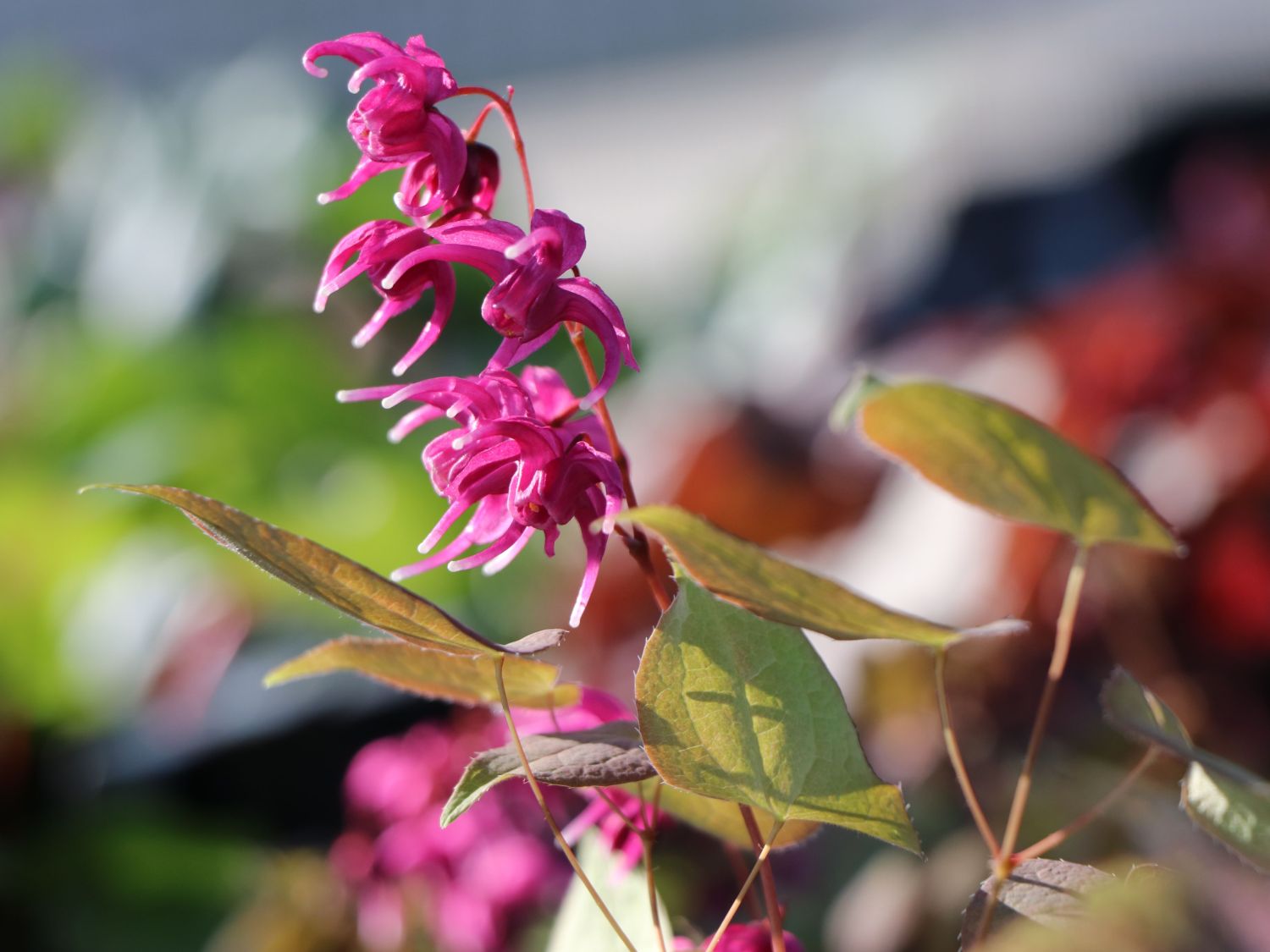 Großblütige Elfenblume 'Rose Queen'