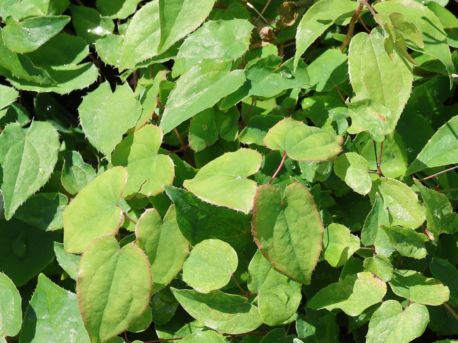 Großblütige Elfenblume 'White Queen'