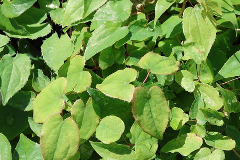Großblütige Elfenblume 'White Queen' - Epimedium grandiflorum 'White Queen'