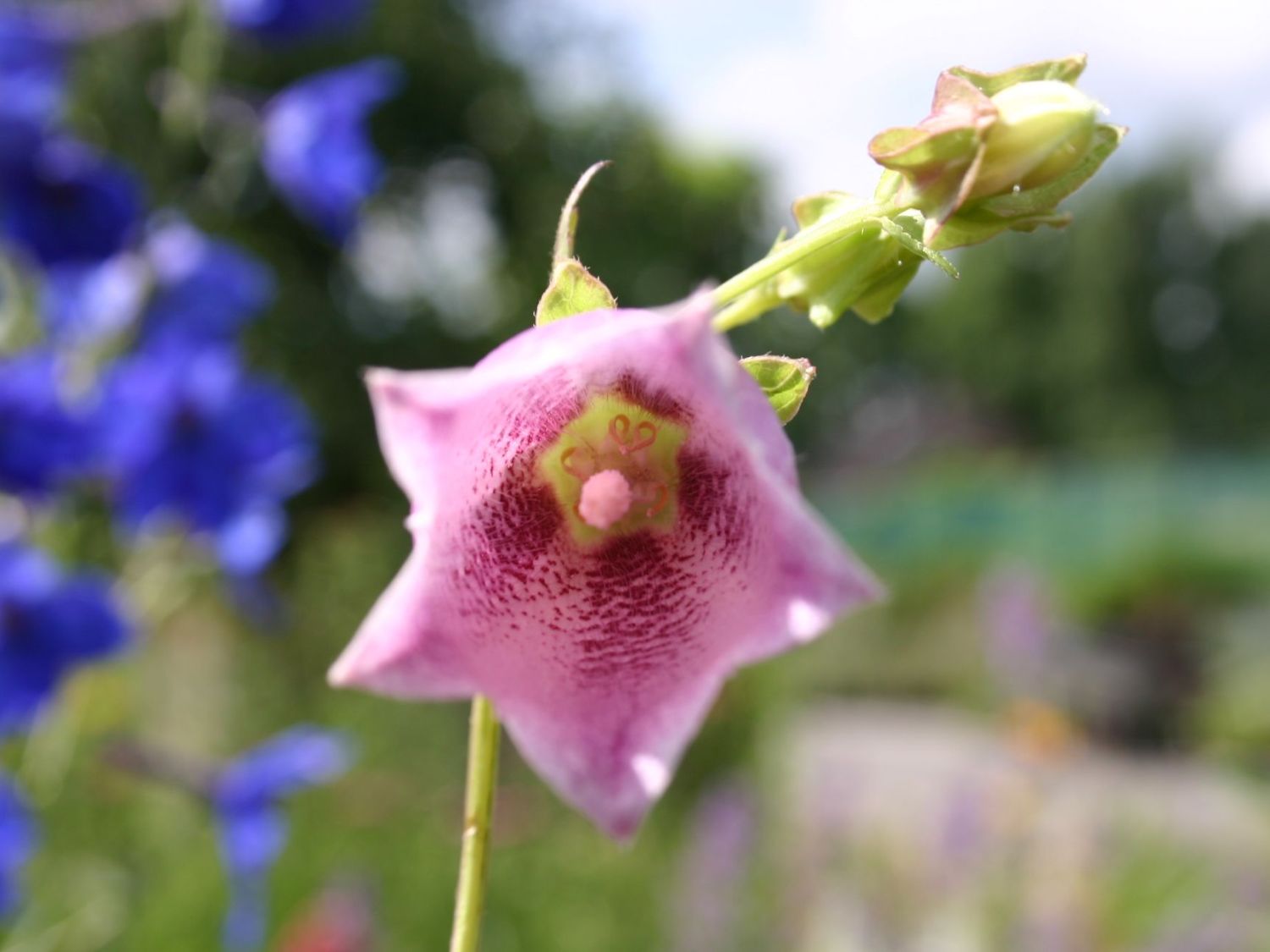 Großblütige Glockenblume 'Rubriflora'