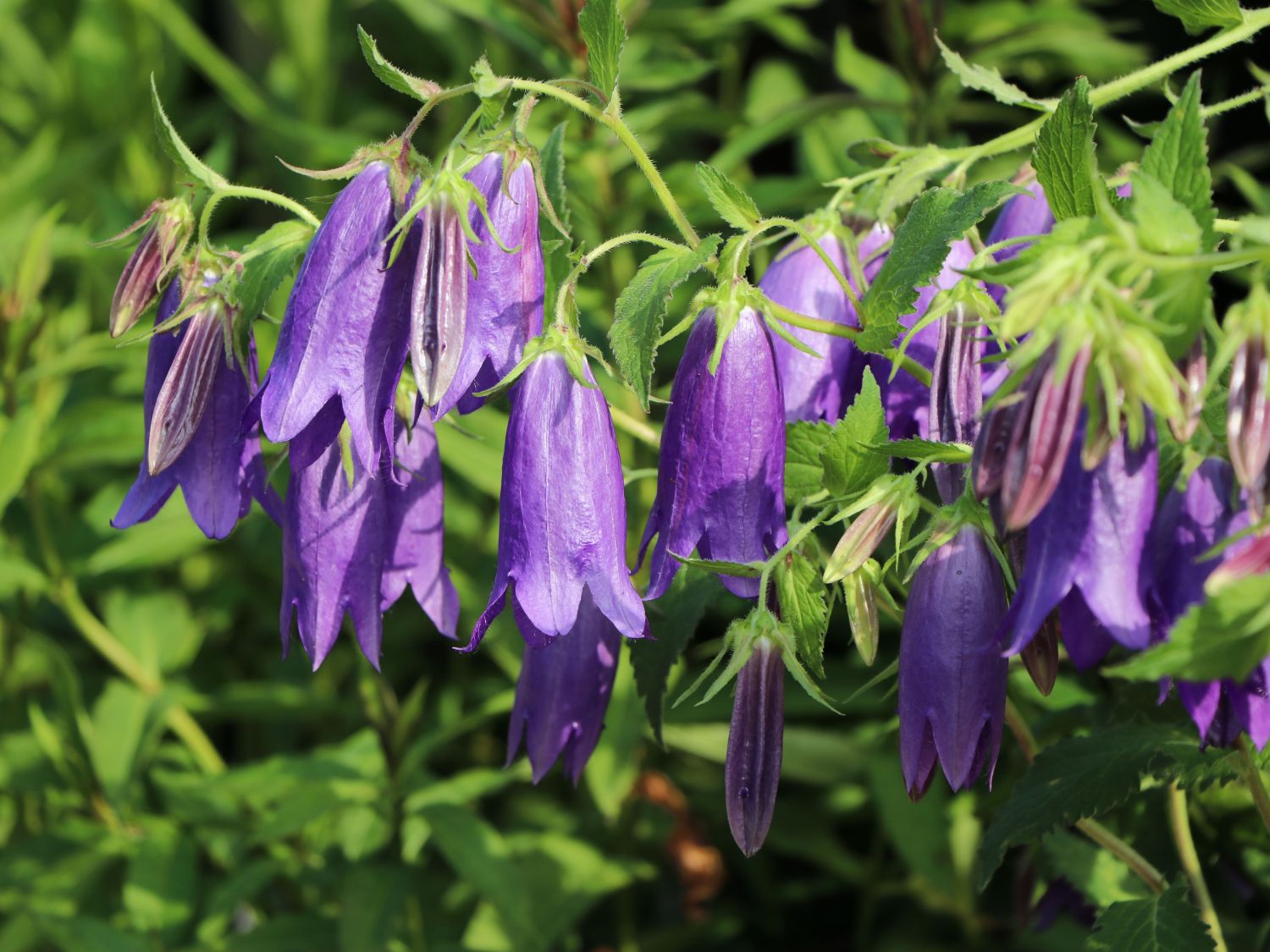 Großblütige Glockenblume 'Sarastro'