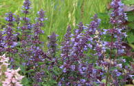 Großblütige Katzenminze 'Blue Danube'