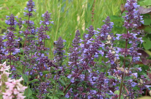 Großblütige Katzenminze 'Blue Danube' - Nepeta grandiflora 'Blue Danube'