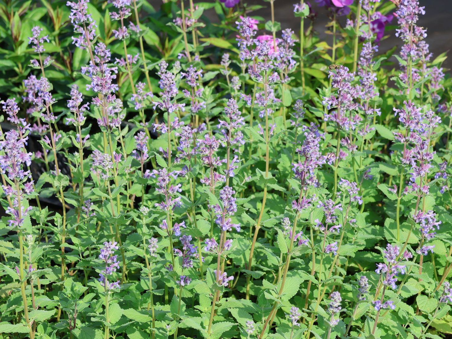 Großblütige Katzenminze 'Summer Magic'