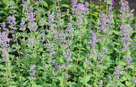 Großblütige Katzenminze 'Summer Magic'