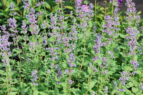 Großblütige Katzenminze 'Summer Magic' - Nepeta grandiflora 'Summer Magic'