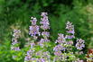 Großblütige Katzenminze 'Summer Magic' - Nepeta grandiflora 'Summer Magic'