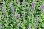 Großblütige Katzenminze 'Summer Magic' - Nepeta grandiflora 'Summer Magic'