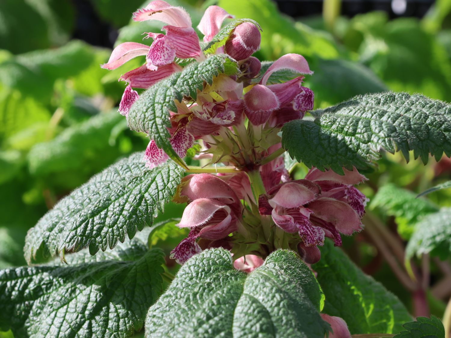 Großblütige Taubnessel - Lamium orvala