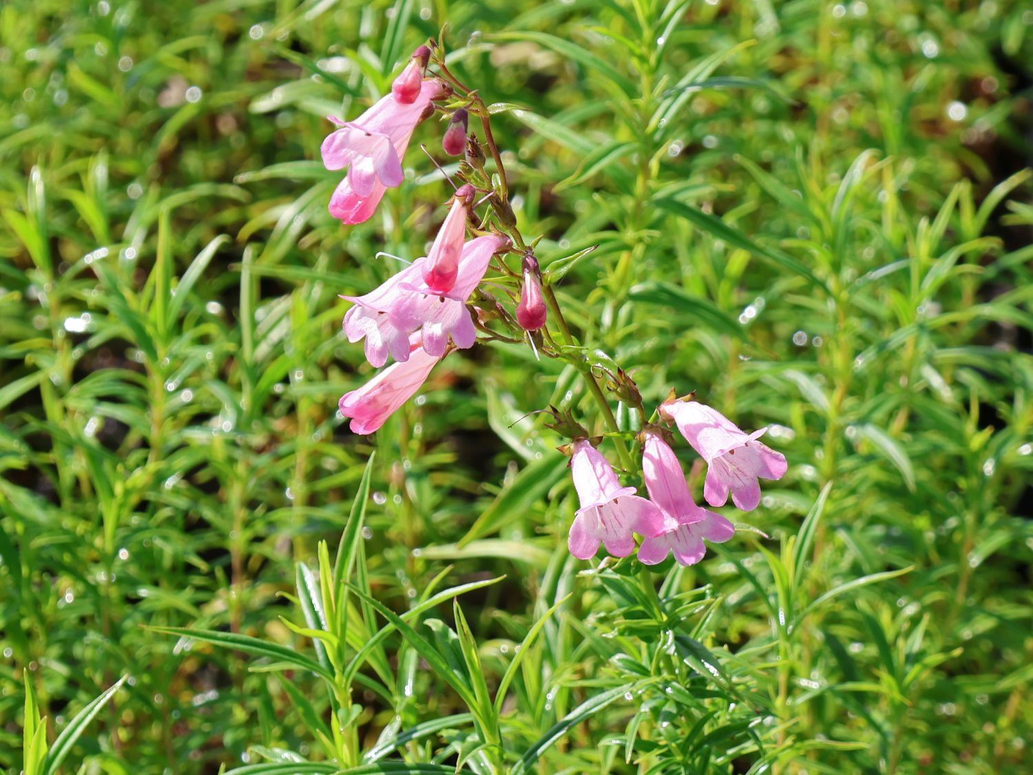 Großblütiger Bartfaden 'Apple Blossom'