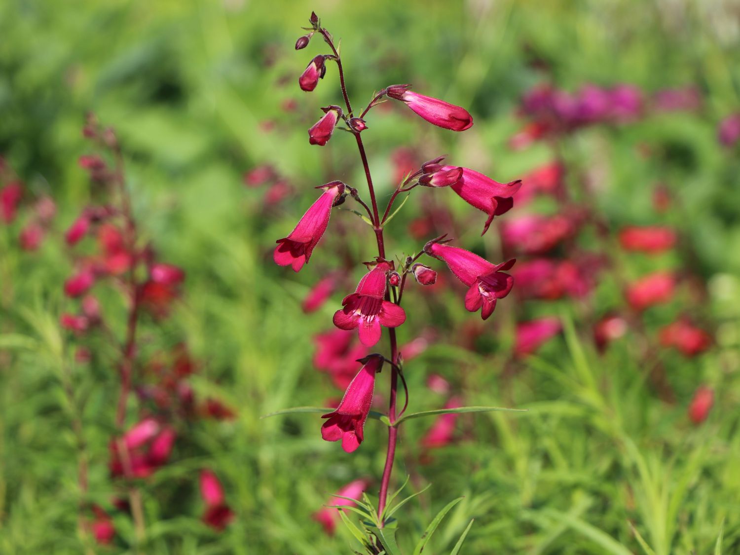 Großblütiger Bartfaden 'Garnet'