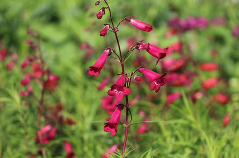 Großblütiger Bartfaden 'Garnet' - Penstemon x cultorum 'Garnet'