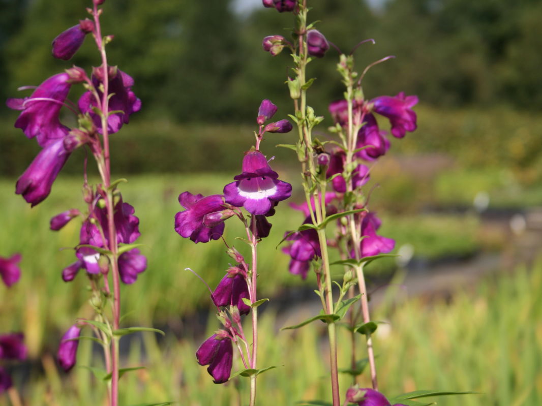Großblütiger Bartfaden 'Purple Passion'