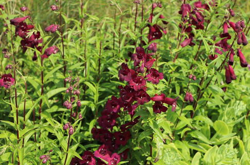 Großblütiger Bartfaden 'Rich Ruby' - Penstemon x cultorum 'Rich Ruby'