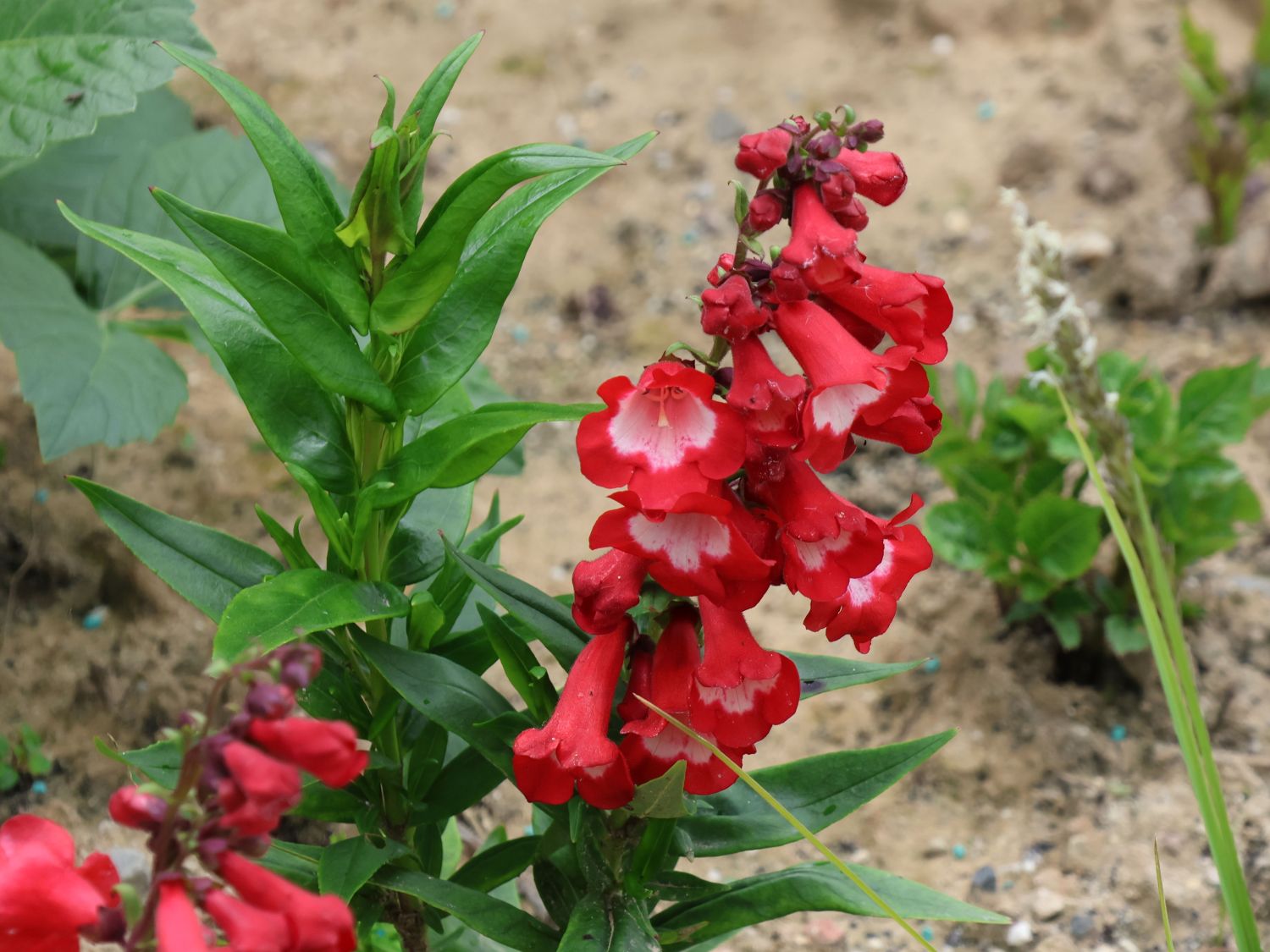 Großblütiger Bartfaden 'Rubicunda'