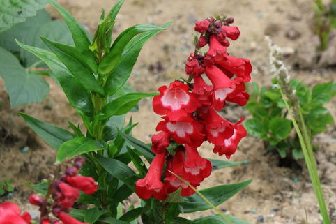 Großblütiger Bartfaden 'Rubicunda' - Penstemon x cultorum 'Rubicunda'
