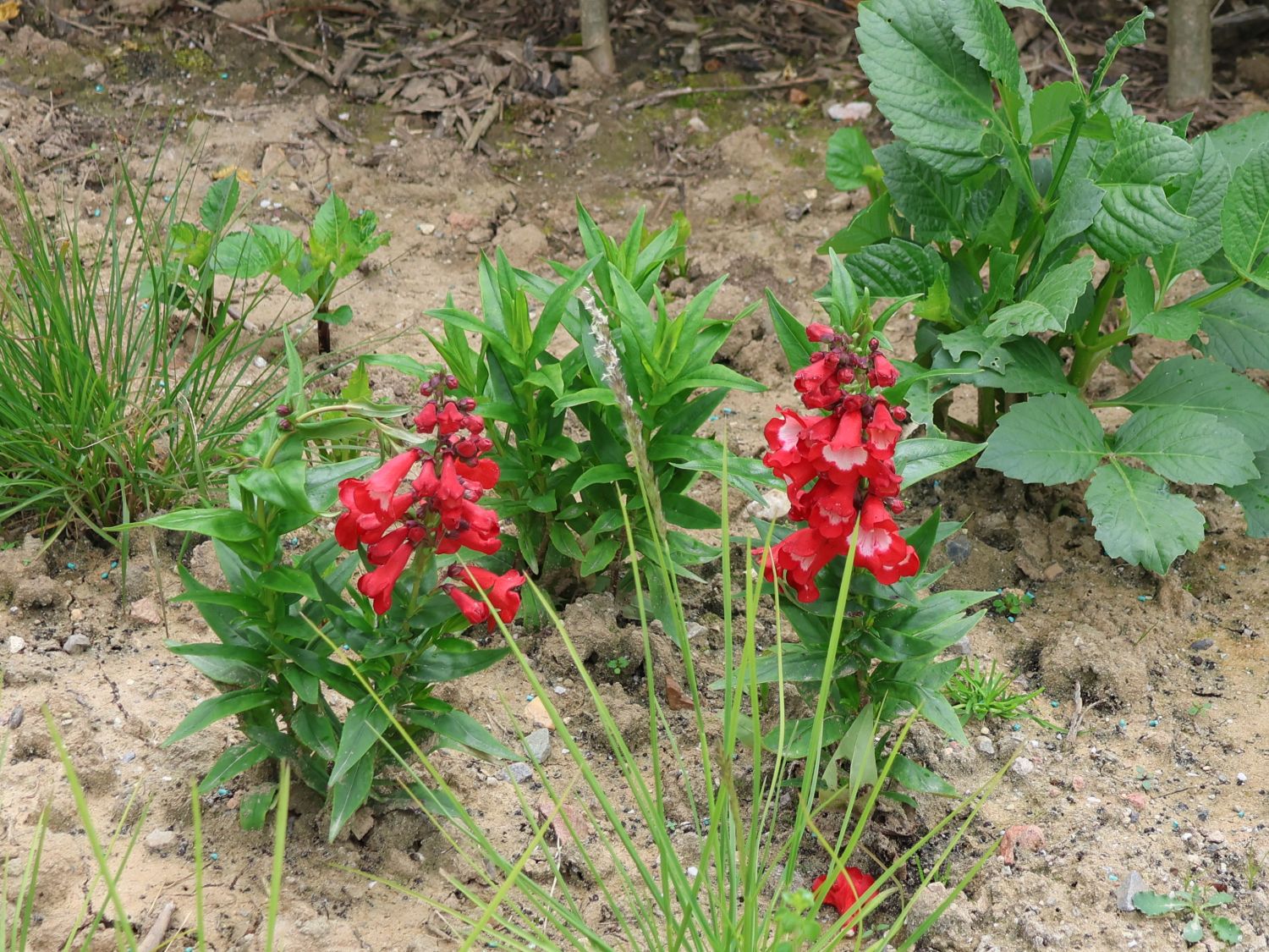Großblütiger Bartfaden 'Rubicunda' - Penstemon x cultorum 'Rubicunda'
