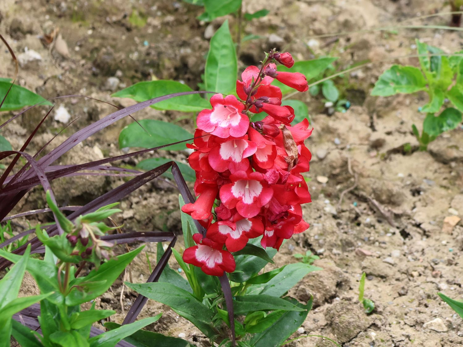 Großblütiger Bartfaden 'Rubicunda' - Penstemon x cultorum 'Rubicunda'