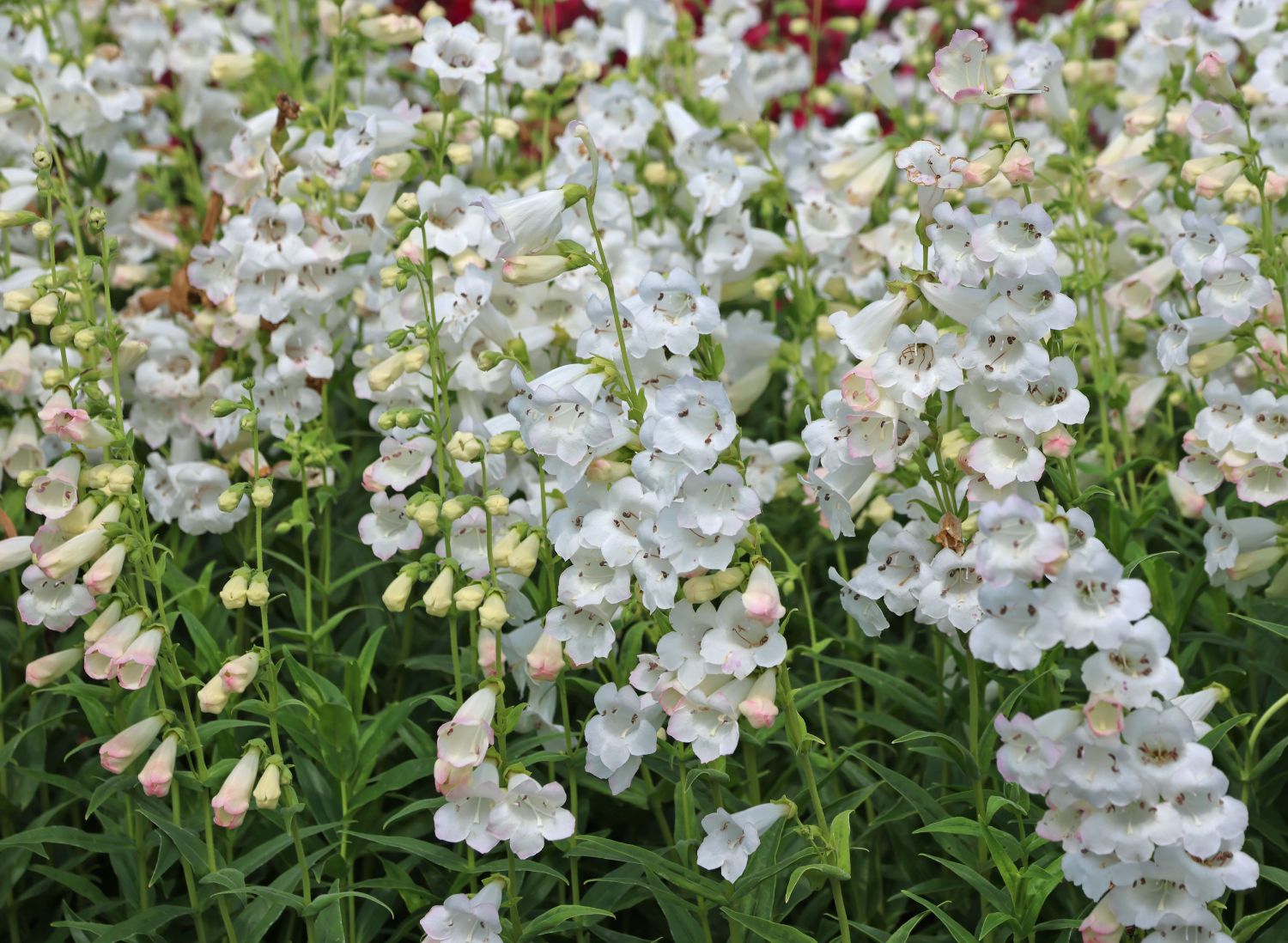 Großblütiger Bartfaden 'White Bedder'