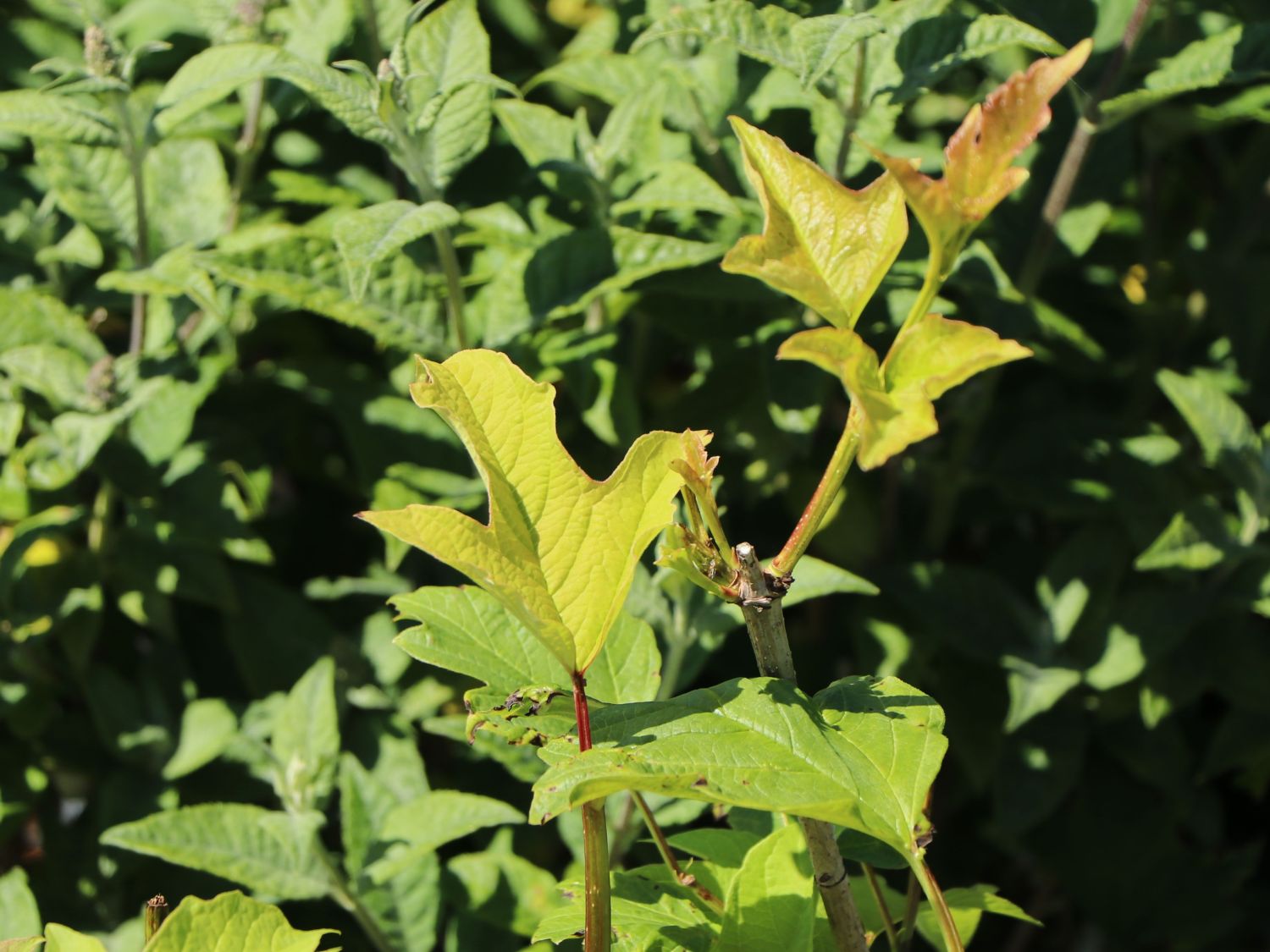 Großblütiger Schneeball 'Wentworth' - Viburnum trilobum 'Wentworth'