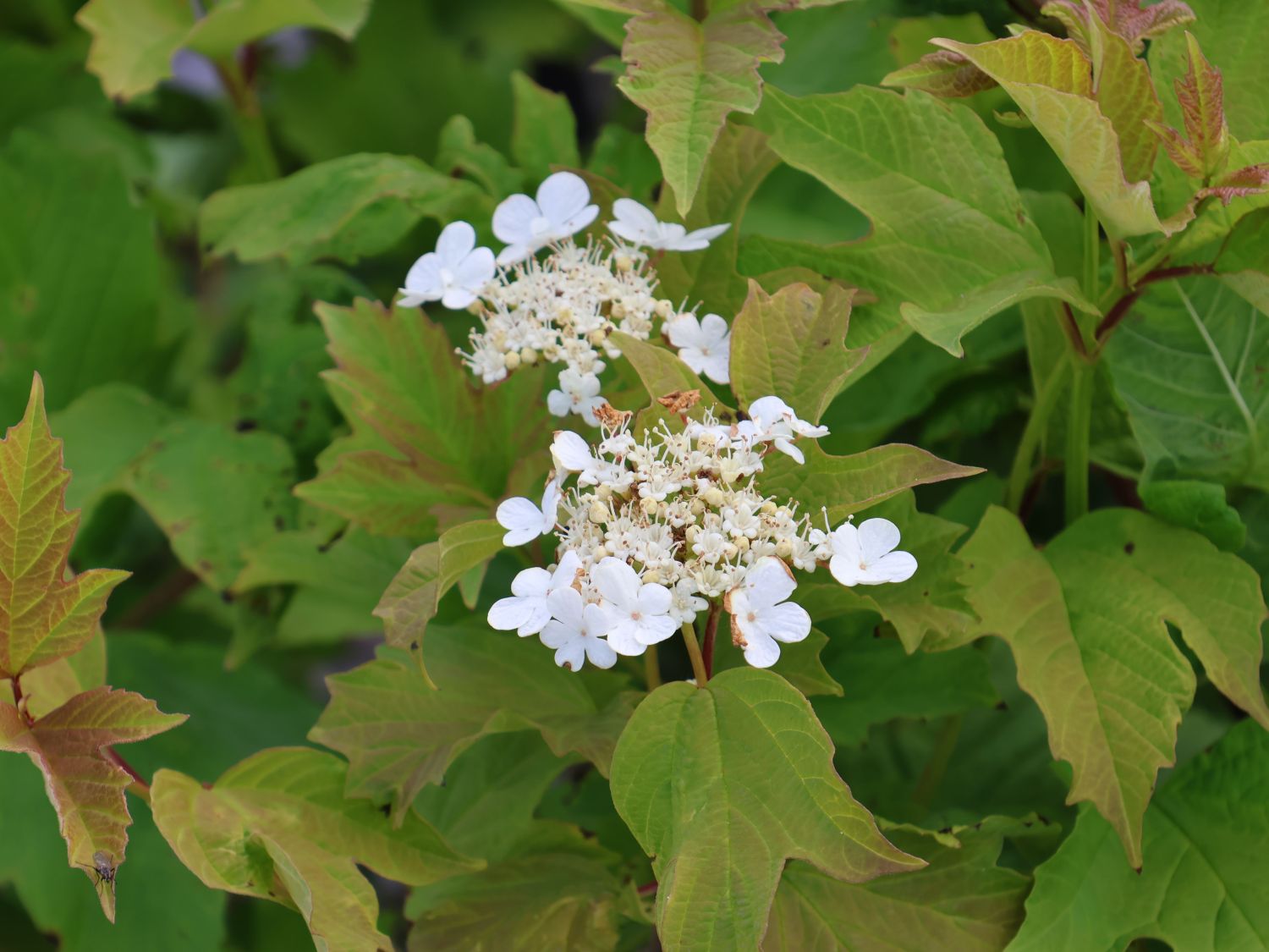 Großblütiger Schneeball 'Wentworth' - Viburnum trilobum 'Wentworth'
