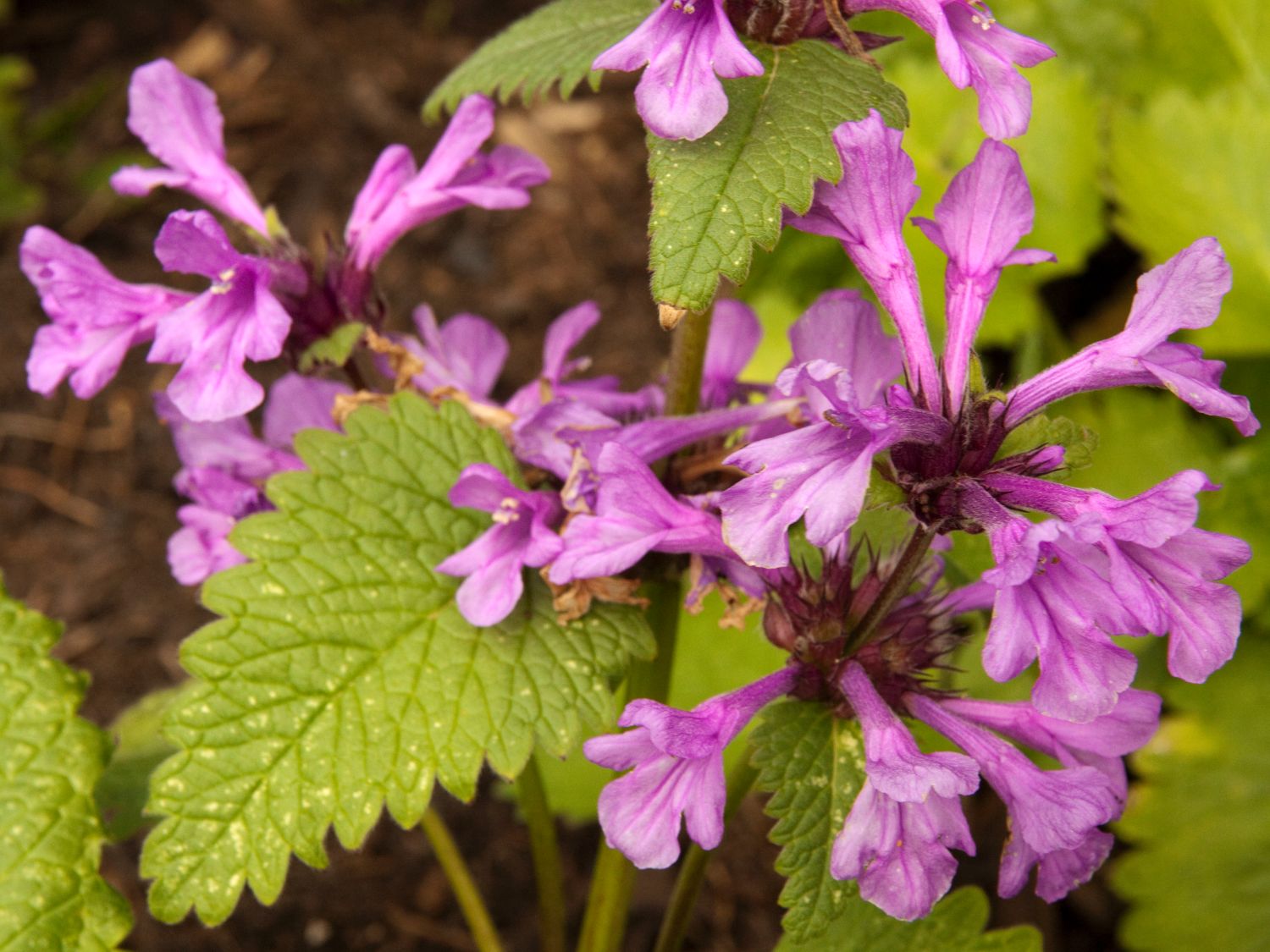 Großblütiger Ziest