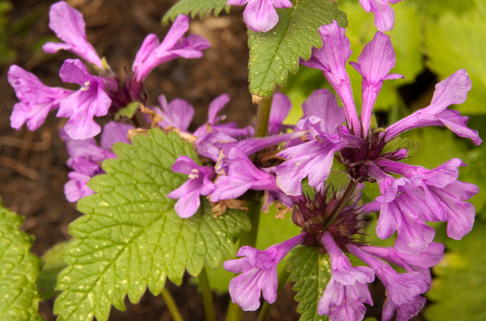 Großblütiger Ziest - Stachys grandiflora