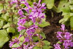 Großblütiger Ziest - Stachys grandiflora