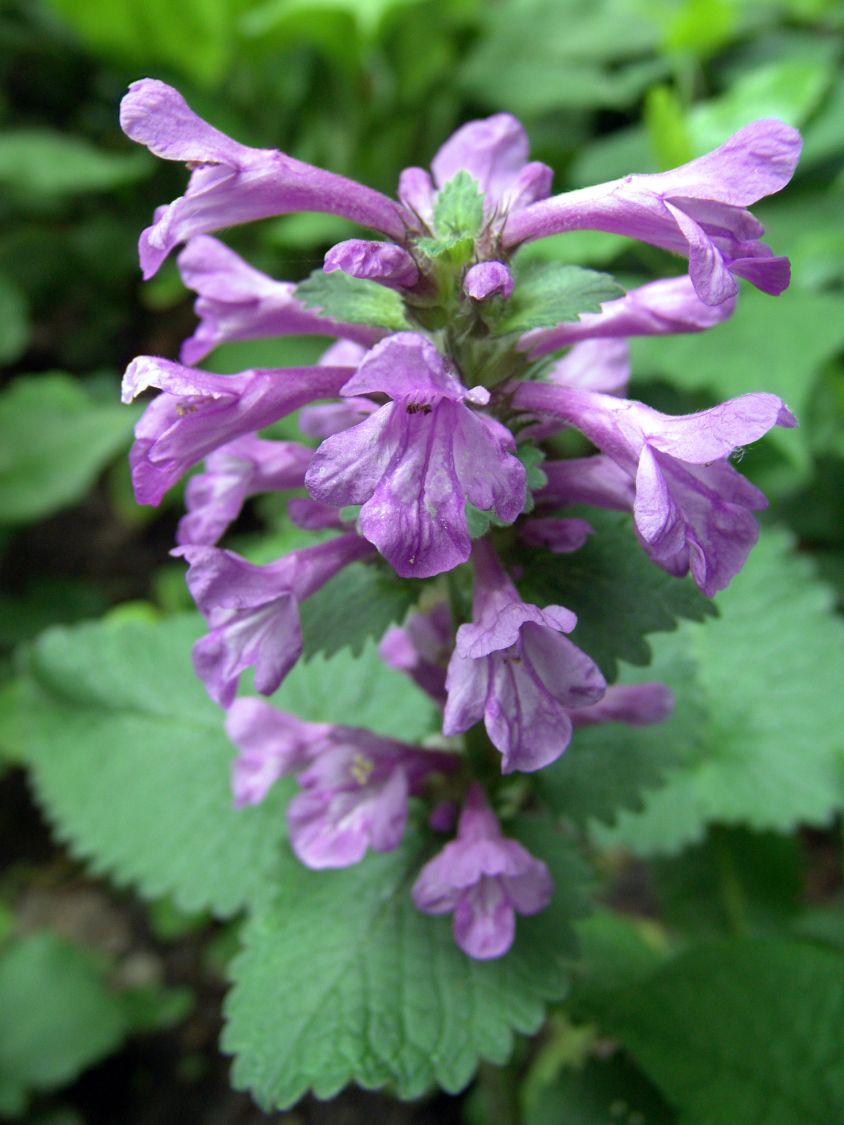 Großblütiger Ziest - Stachys grandiflora