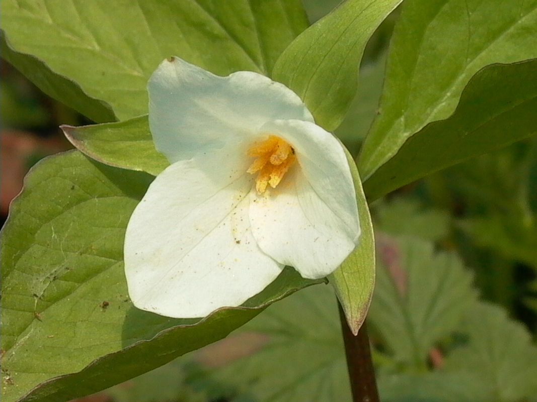 Waldlilien (Trillium)