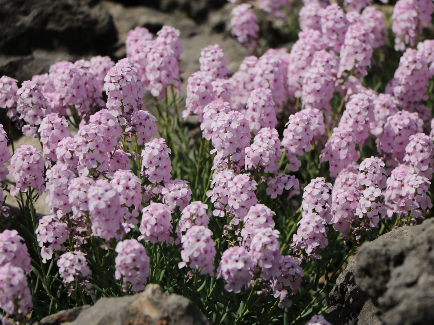 Steintäschel (Aethionema)